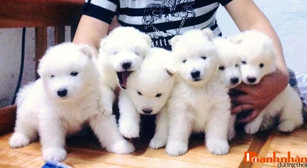 Kinh Nghiệm Kinh Doanh Chó Cảnh Cho Người Mới Bắt Đầu