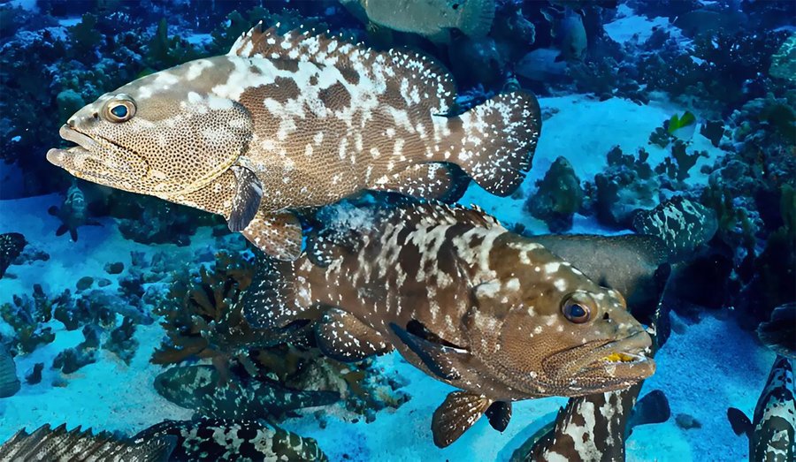 Cá bống mú bao nhiêu 1kg khi bán cho thương lái?