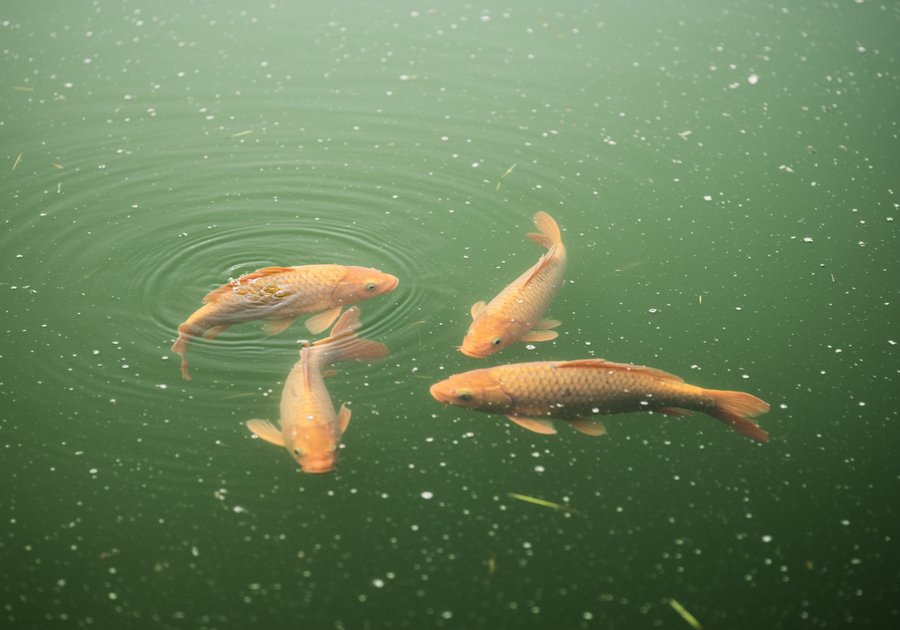 Cá chép giòn nuôi bao lâu thì có thể xuất bán?