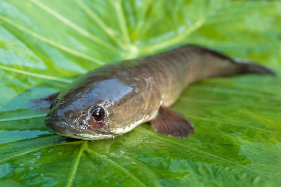 Cá chuối có vẩy không và cấu tạo da cá chuối