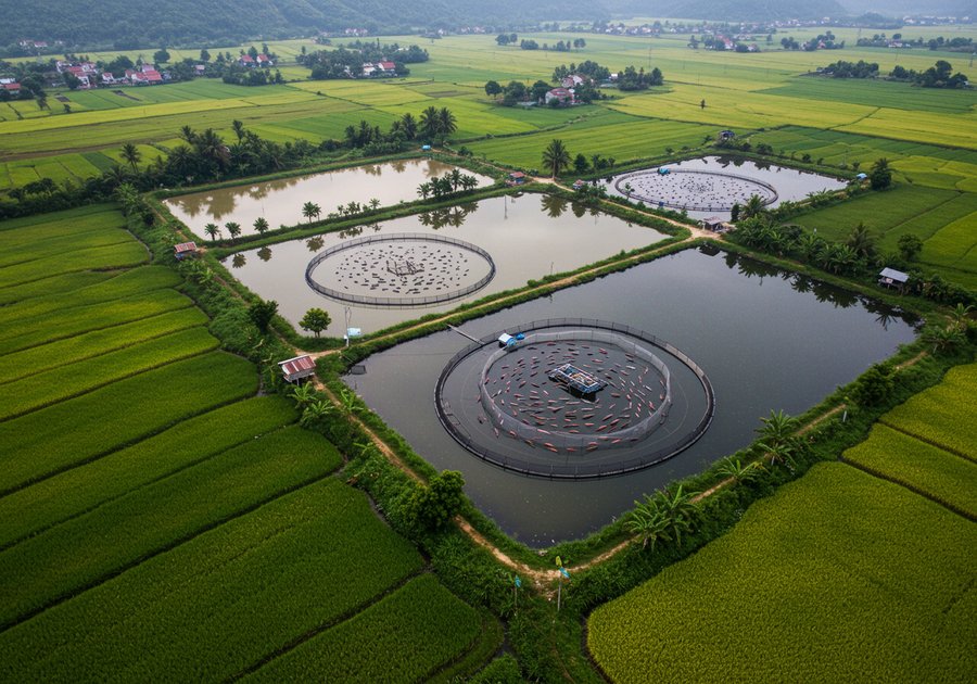 Giá cá rô đầu nhím giống và cách chọn mua giống chất lượng