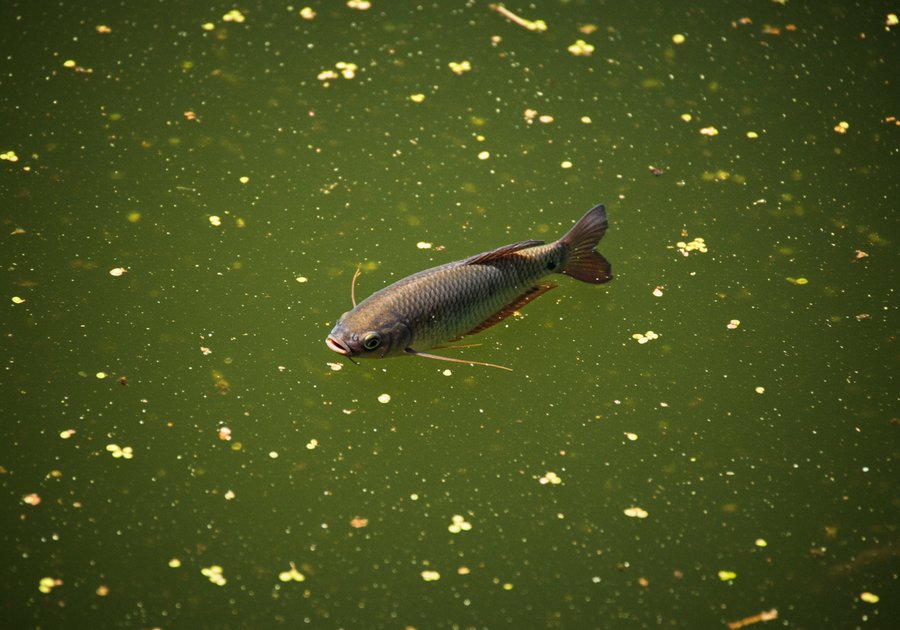 Cá sặc bao nhiêu calo? Bảng giá trị dinh dưỡng chi tiết trong 100g