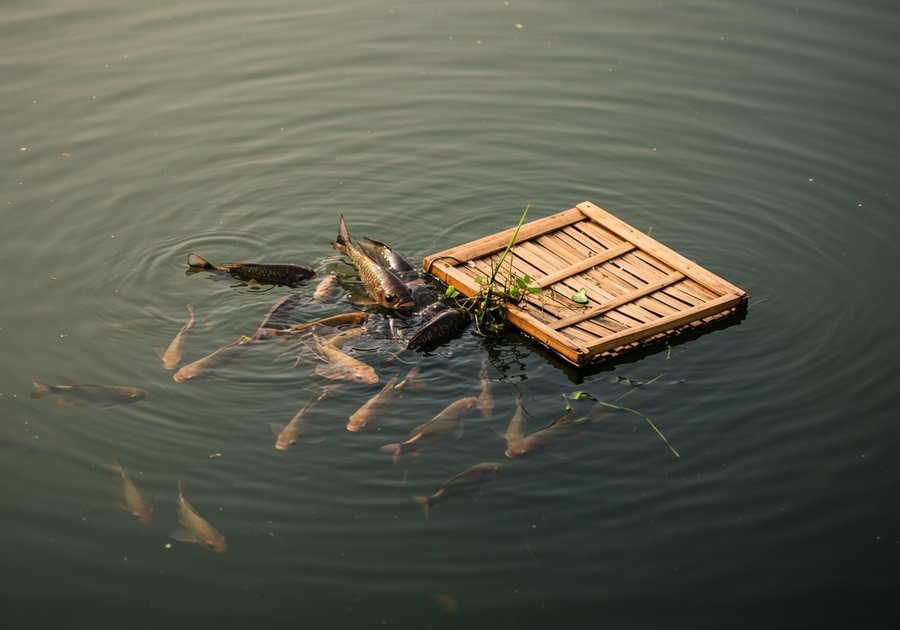 Cách ép cá sặc cẩm thạch lên màu sáng và sống khỏe mạnh