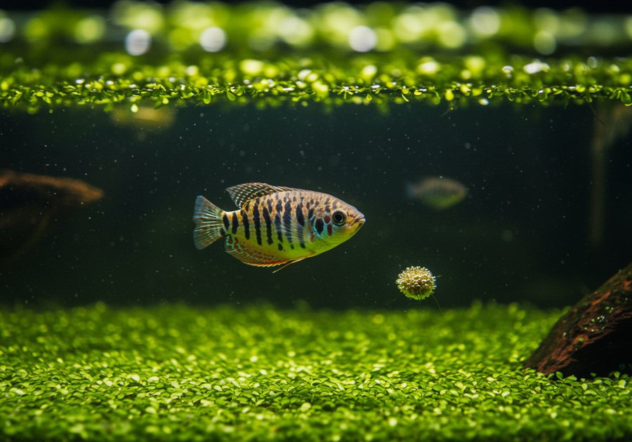 Cá sặc da báo có nên nuôi trong bể thủy sinh không?