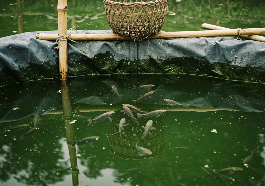 Kinh nghiệm chăm sóc cá sặc vàng tuyệt đẹp trong bể thủy sinh