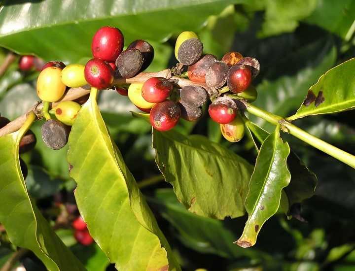 Các loại bệnh trên cây cà phê và cách đối phó