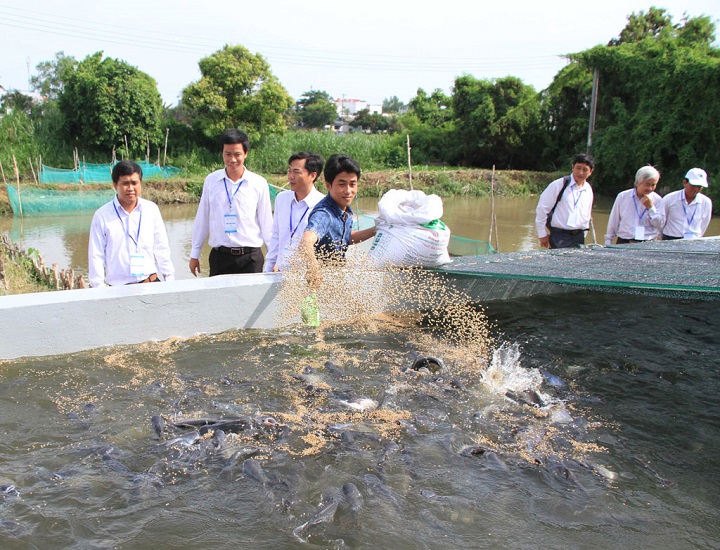 Cách nuôi cá sặc rằn trong bể xi măng hiệu quả bất ngờ