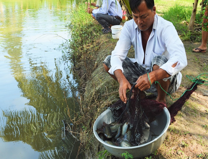 Kỹ thuật nuôi cá sặc rằn thương phẩm có lãi cao