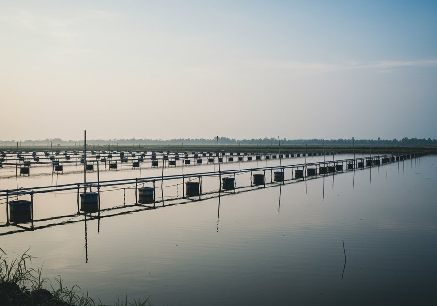 Kỹ thuật nuôi tôm càng xanh trong ao đất cho hiệu quả cao