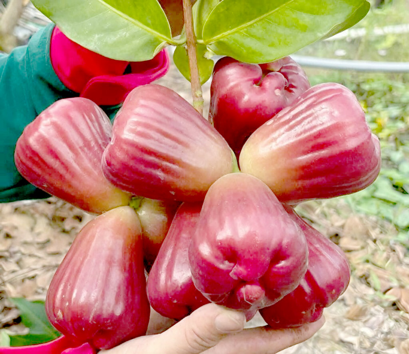 Mẹ bầu ăn mận được không? Có ảnh hưởng thai nhi không?