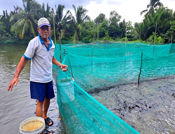 Mô hình nuôi cá sặc rằn trong vèo mang lại lợi nhuận tốt