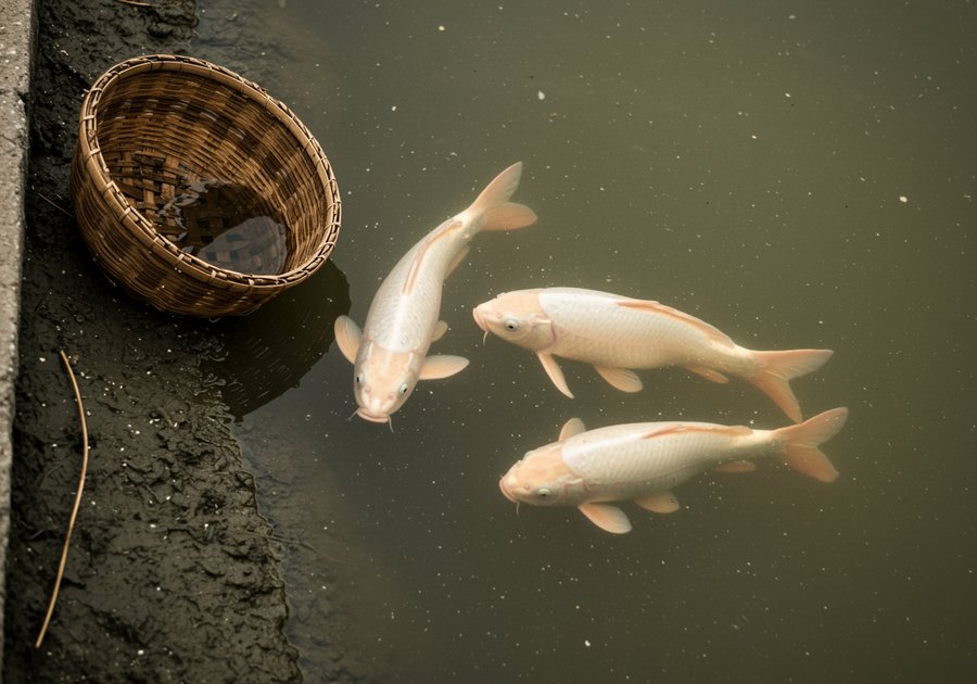 Kỹ thuật nuôi cá chép ruộng lúa năng suất cao và tiết kiệm chi phí