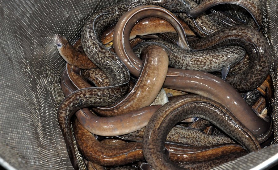 Nuôi cá chình tuần hoàn nước công nghệ RAS năng suất vượt trội