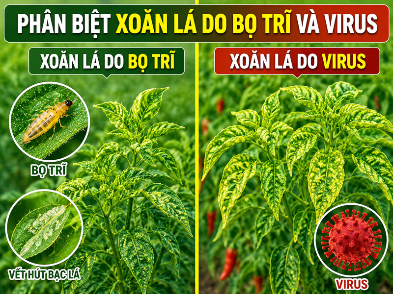 Ớt bị xoăn lá xịt thuốc gì khi nghi do bọ trĩ gây ra?