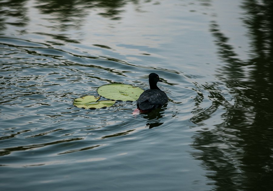 Cách xử lý nước hồ cá bị đục nhanh trong trở lại