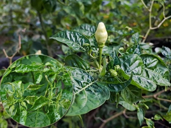 Trị bệnh xoăn lá ớt do virus có dứt điểm được không?