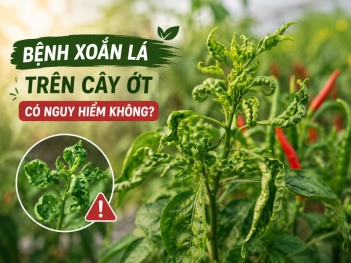 Bệnh xoắn lá trên cây ớt có nguy hiểm không?