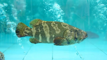 Cá bống mú bao nhiêu 1kg khi bán cho thương lái? - Doanh nhân đương thời