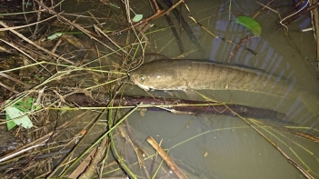 Cá chuối có vẩy không và cấu tạo da cá chuối - Doanh nhân đương thời