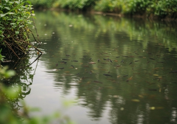 Giá cá rô đầu nhím giống và cách chọn mua giống chất lượng - Doanh nhân đương thời