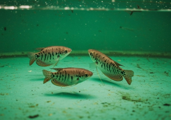 Cá sặc bổi là gì? Đặc điểm nhận dạng và giá trị dinh dưỡng