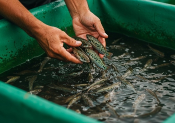 Cá sặc bổi sống ở đâu? Cách nuôi cá sặc bổi hiệu quả cao