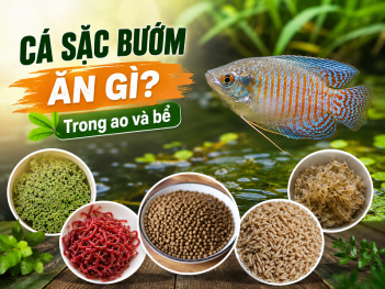 Kiến thức