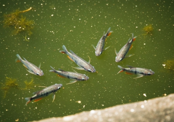 Cá sặc gấm có dữ không? Cách phân biệt cá trống mái để tránh cắn nhau