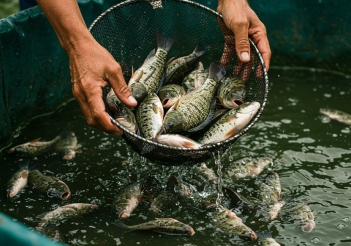 Cá sặc rằn nuôi bao lâu thì thu hoạch? Thời gian và chu kỳ nuôi cụ thể