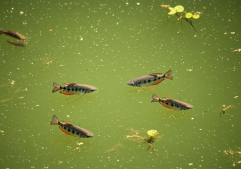 Cá sặc rằn sống ở đâu? Đặc điểm sinh học và tập tính sinh trưởng