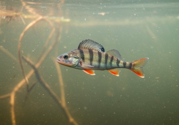 Cách nuôi cá rô đầu nhím thương phẩm có lời - Doanh nhân đương thời