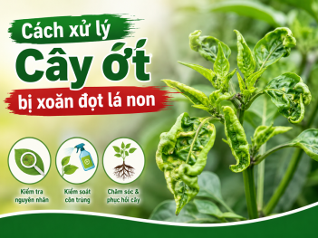 Cây ớt bị xoăn đọt lá non phải làm sao để tránh lây lan