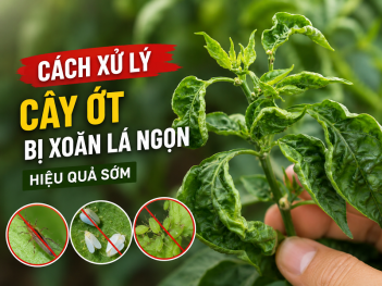 Cách khắc phục cây ớt bị xoăn la ngọn khi mới xuất hiện