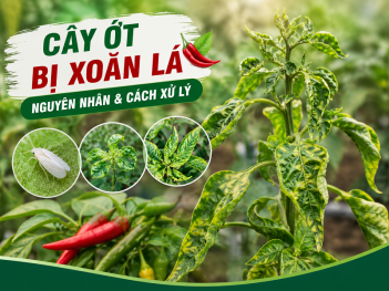 Cây ớt bị xoăn lá là bệnh gì và dấu hiệu nhận biết sớm