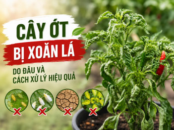 Nguyên nhân cây ớt bị xoăn lá hay gặp là gì và cách xử lý
