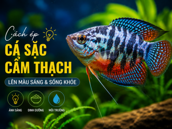 Cách ép cá sặc cẩm thạch lên màu sáng và sống khỏe mạnh