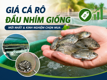 Giá cá rô đầu nhím giống và cách chọn mua giống chất lượng