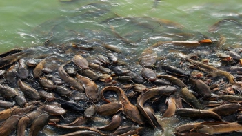 Nuôi cá trê trong ao đất có hiệu quả hơn nuôi bể xi măng không? - Doanh nhân đương thời