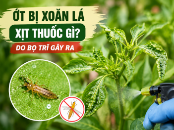 Ớt bị xoăn lá xịt thuốc gì khi nghi do bọ trĩ gây ra?
