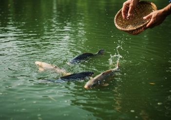 Thức ăn công nghiệp cho cá chép để cá lớn nhanh và chắc thịt - Doanh nhân đương thời