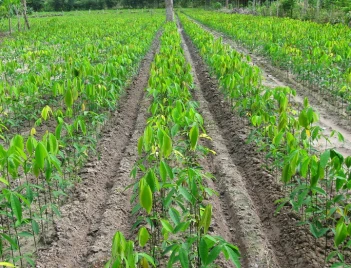 Tối ưu khoảng cách trồng cây cao su để đạt hiệu quả cao - Doanh nhân đương thời