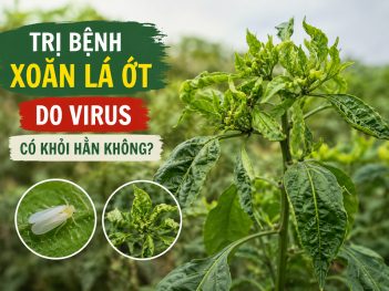 Trị bệnh xoăn lá ớt do virus có dứt điểm được không?