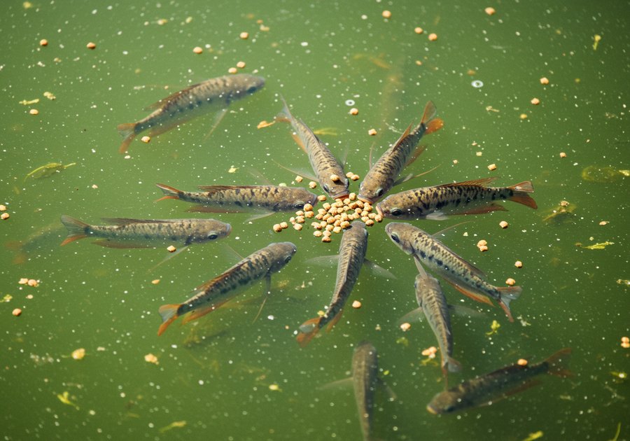 cá sặc rằn ăn gì