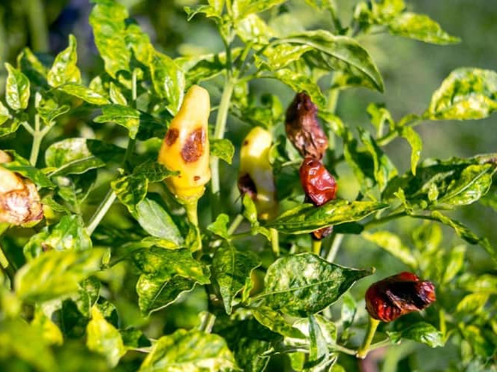 cây ớt bị xoăn lá