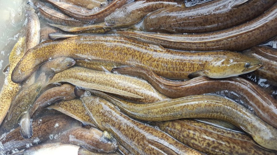 nuôi cá chình tuần hoàn nước