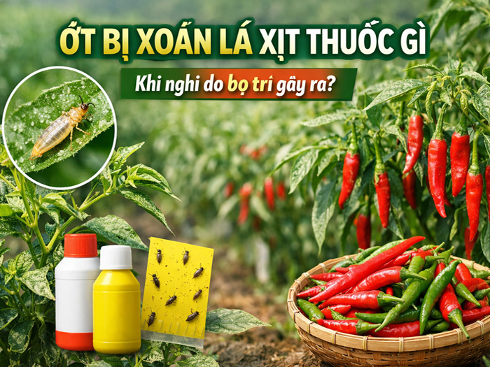 ớt bị xoăn lá xịt thuốc gì